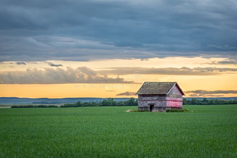 Granaio rosso d'annata in un giacimento di grano al tramonto in Saskatchewan, Canada fotografie stock Granaio rosso d'annata in un giacimento di grano al tramonto in Saskatchewan, Canada fotografie stock