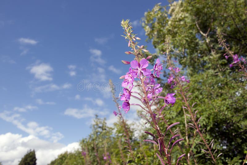 Granard pink wild Irish flowers