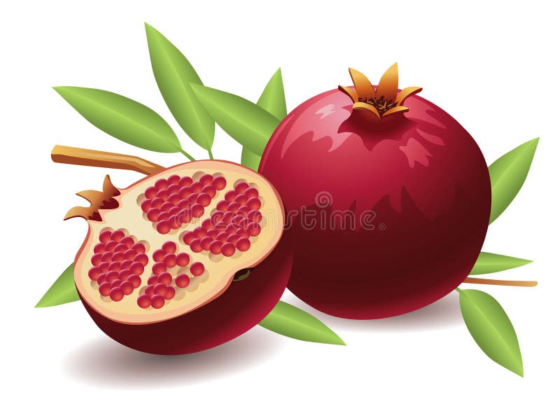 Granatapfel stock abbildung Granatapfel stock abbildung