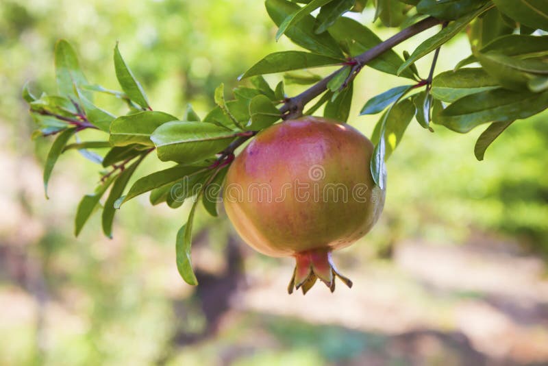 Granatapfelbaum im Garten stockfoto. Bild von zweig 190715916
