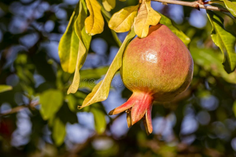 Granatapfelfrucht auf dem Baum lizenzfreies stockfoto Granatapfelfrucht auf dem Baum lizenzfreies stockfoto