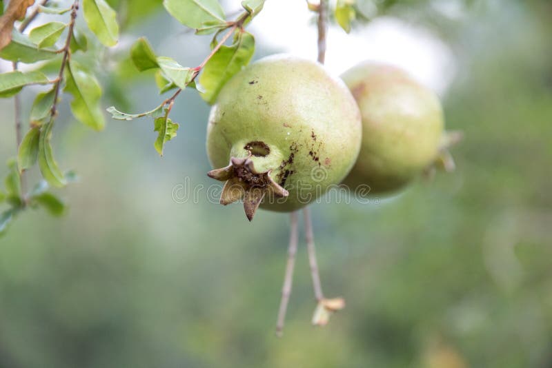 Granatapfelfrüchte auf einem Baum. Frischer grüner Granatapfel trägt auf einem Baum in der Natur Früchte Nizwa, Oman