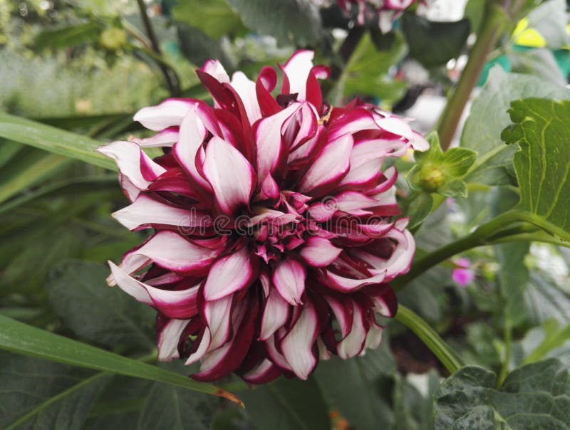 Granate Y Blanco De 'Contraste 'de La Dalia Decorativos Con Las Flores  Gigantes Imagen de archivo - Imagen de hermoso, gigante: 154873805