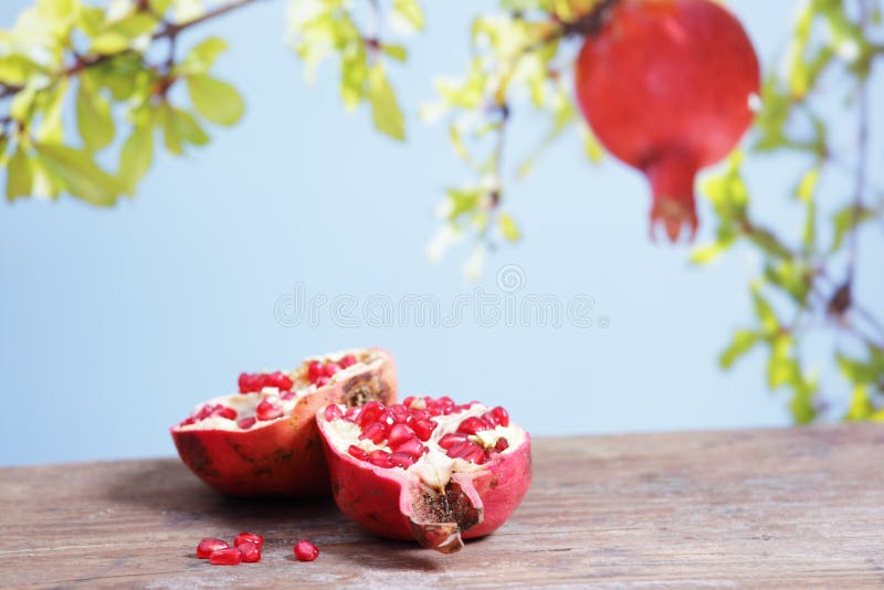 granatowiec zdjęcia stock granatowiec zdjęcia stock