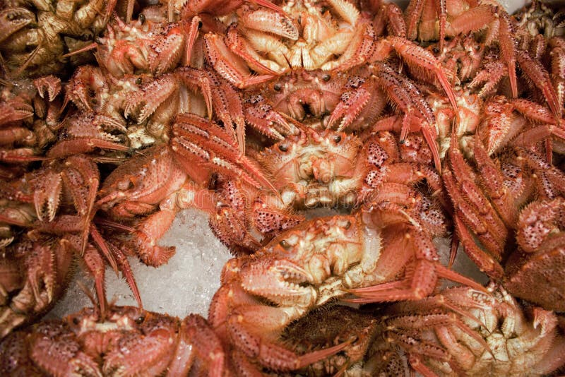 Granchi freschi al mercato ittico di Tsukiji a Tokyo centrale, Giappone immagine stock Granchi freschi al mercato ittico di Tsukiji a Tokyo centrale, Giappone immagine stock