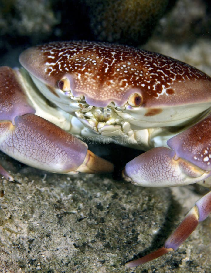 Batwing crab named so for the batman coloration on its shell. Batwing crab named so for the batman coloration on its shell