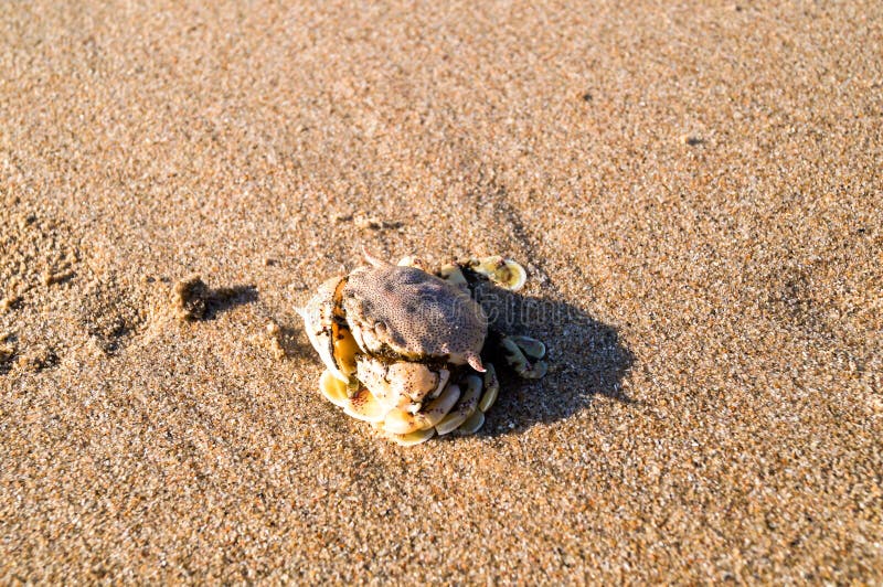 Granchio Del Mare Su Armonia Di Sguardo Della Sabbia Con Il