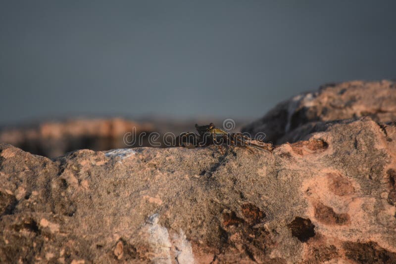 Granchio fantastico del mare vivo e bene sulle rocce fotografie stock libere da diritti Granchio fantastico del mare vivo e bene sulle rocce fotografie stock libere da diritti