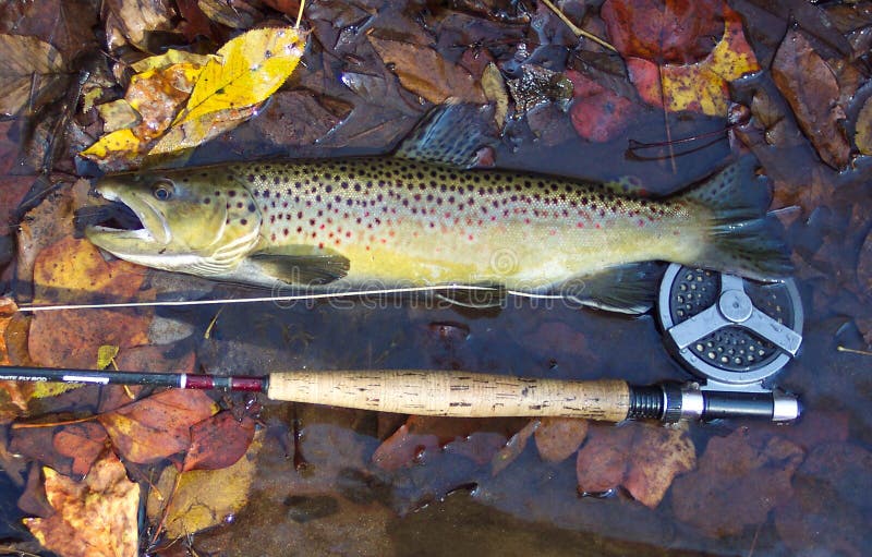 Photo of 17 inch wild brown trout caught at the Gunpowder river in Maryland during autumn. This fish is my best catch so far from a river that yields few if any catches. Trout fishing is best during the fall in many parts of the country. Photo of 17 inch wild brown trout caught at the Gunpowder river in Maryland during autumn. This fish is my best catch so far from a river that yields few if any catches. Trout fishing is best during the fall in many parts of the country.