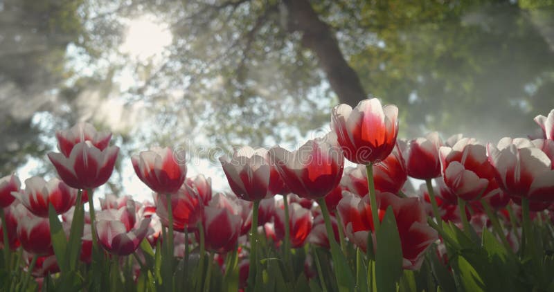 Grand angle de la floraison des tulipes rouges avec des pétales de bordure blanche dans le jardin de fleurs de tulipes contre la p clips vidéos