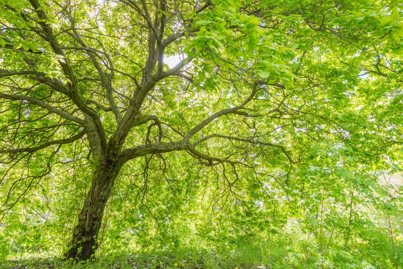 Grand arbre avec la couverture verte massive de feuille images libres de droits Grand arbre avec la couverture verte massive de feuille images libres de droits