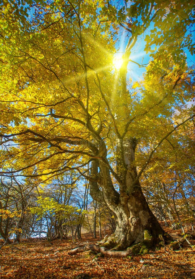 grand arbre d'automne photographie stock grand arbre d'automne photographie stock