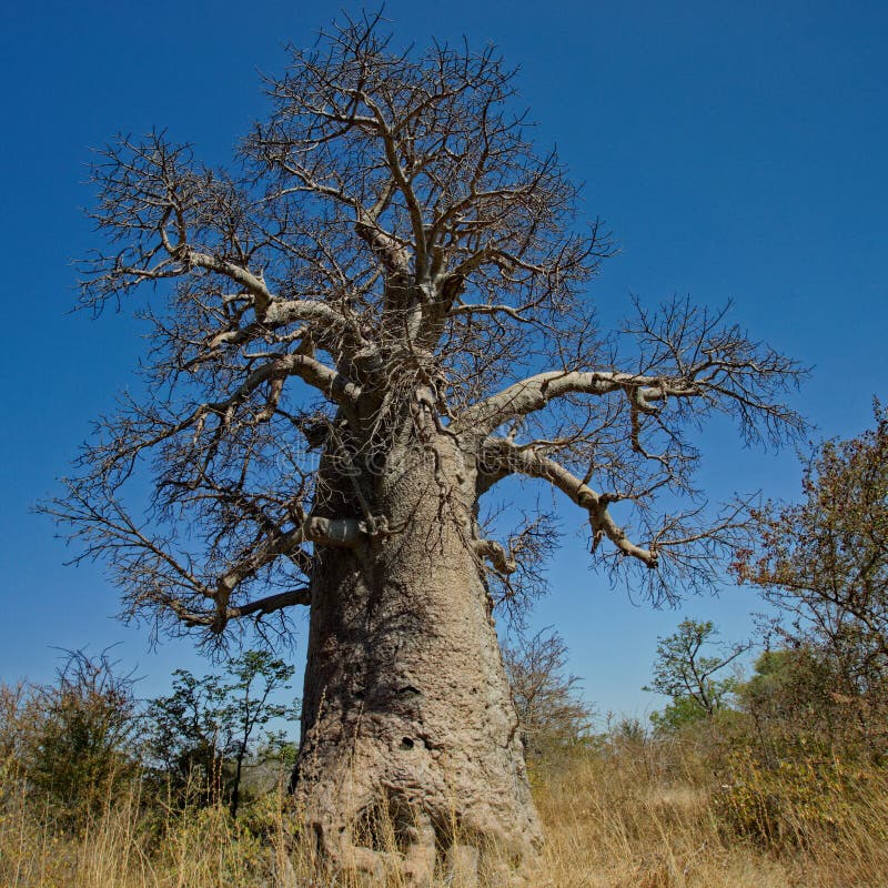 Grand arbre de baobab photo libre de droits Grand arbre de baobab photo libre de droits