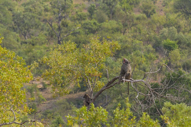 Grand babouin baîllant dans un arbre photographie stock libre de droits Grand babouin baîllant dans un arbre photographie stock libre de droits