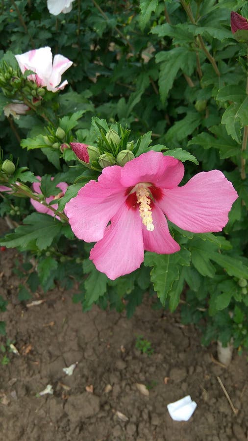 Grand Buisson Avec Les Fleurs Roses Photo stock Image du ressort, centrales 122688280