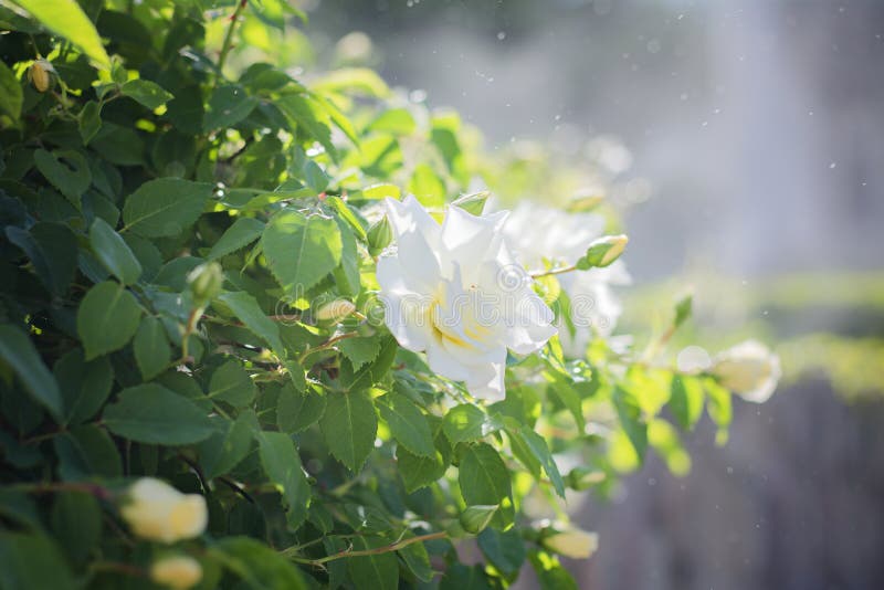 Grand Buisson Avec Les Roses Blanches Photo stock Image du couleur, baisses 117167684