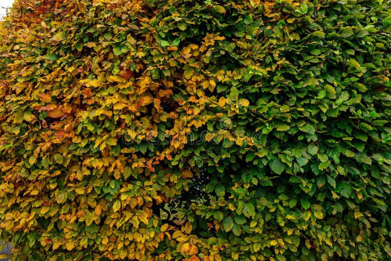 Grand Buisson Rond De Buis En Parc Photo stock Image du normal, configuration 91055838