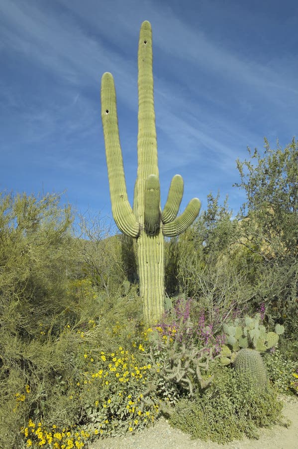Grand cactus de saguaro au printemps en parc national de Saguaro occidental, Tucson, AZ photo stock Grand cactus de saguaro au printemps en parc national de Saguaro occidental, Tucson, AZ photo stock