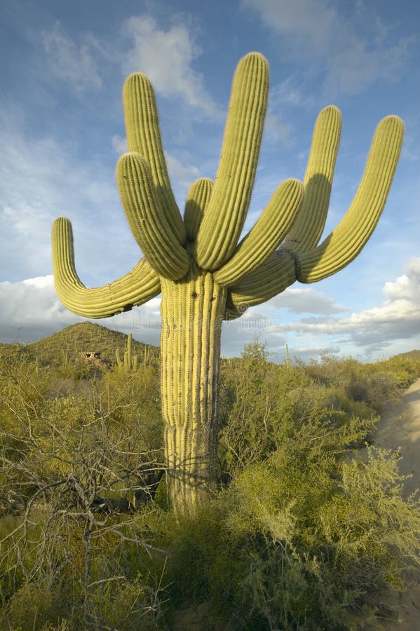 Grand cactus de saguaro et nuages gonflés blancs au printemps en parc national de Saguaro occidental, Tucson, AZ photo libre de droits Grand cactus de saguaro et nuages gonflés blancs au printemps en parc national de Saguaro occidental, Tucson, AZ photo libre de droits