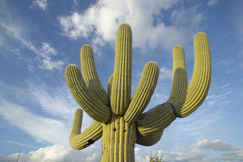 Grand cactus de saguaro et nuages gonflés blancs au printemps en parc national de Saguaro occidental, Tucson, AZ image stock Grand cactus de saguaro et nuages gonflés blancs au printemps en parc national de Saguaro occidental, Tucson, AZ image stock