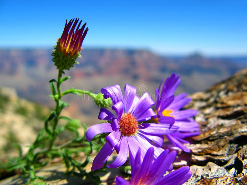 Grand Canyon Flowers stock photo. Image of canyon, grand 7850998