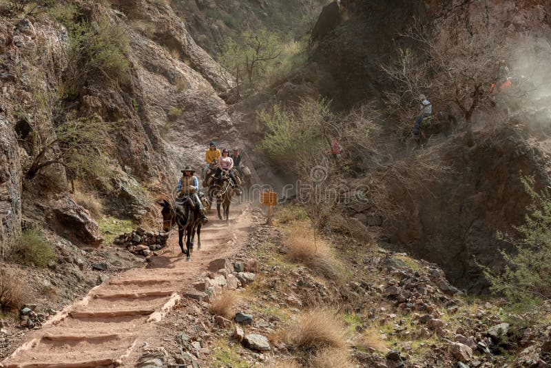 Grand Canyon National Park, United States: March 7, 2021: Guided Mule Group Heading Down A Dusty Trail