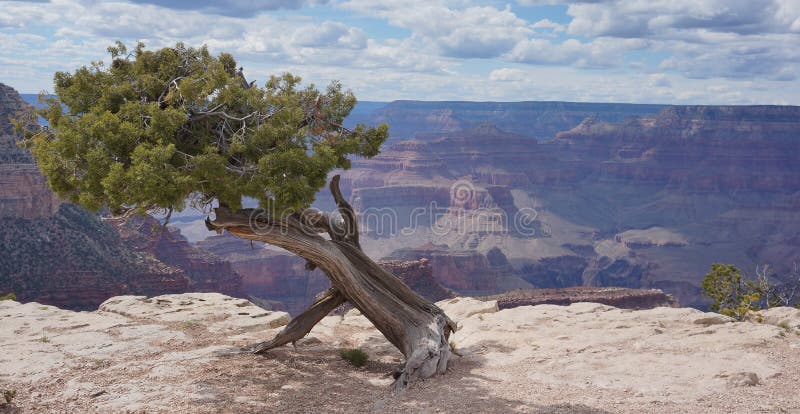 Grand Canyon pine tree