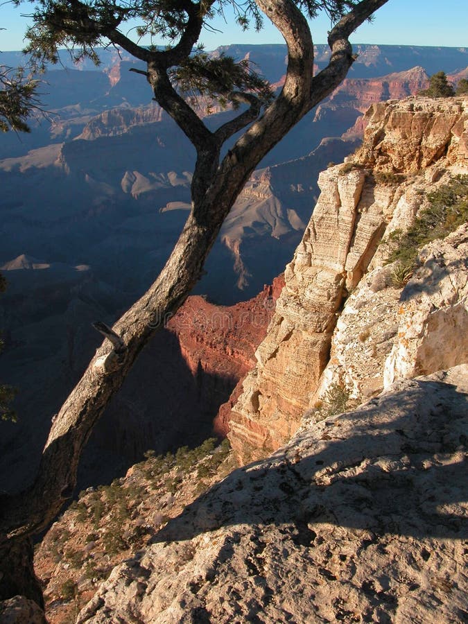 Grand canyon tree