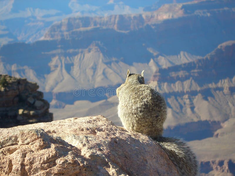 Grand Canyon View