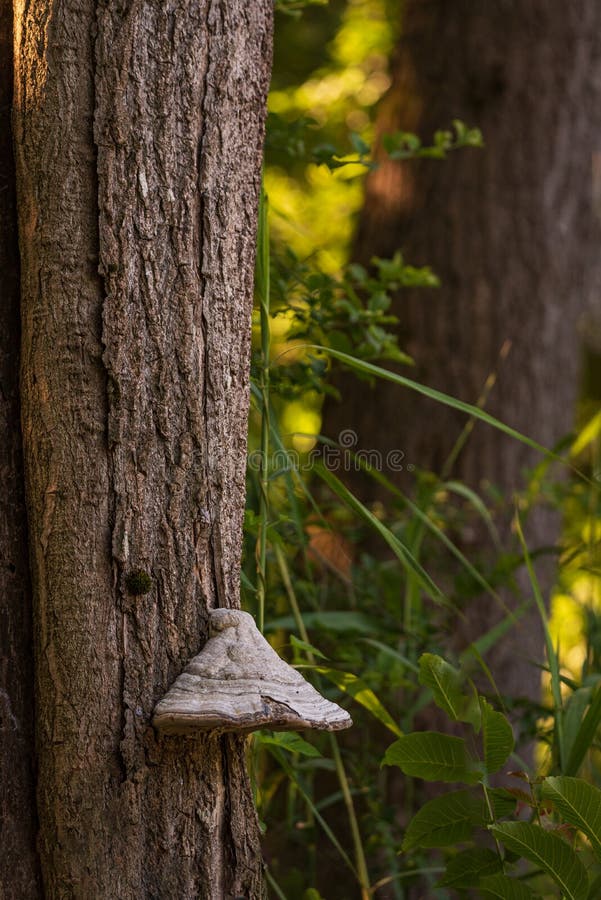 Large white mushroom attached to the bark of a tree trunk in the forest. Large white mushroom attached to the bark of a tree trunk in the forest