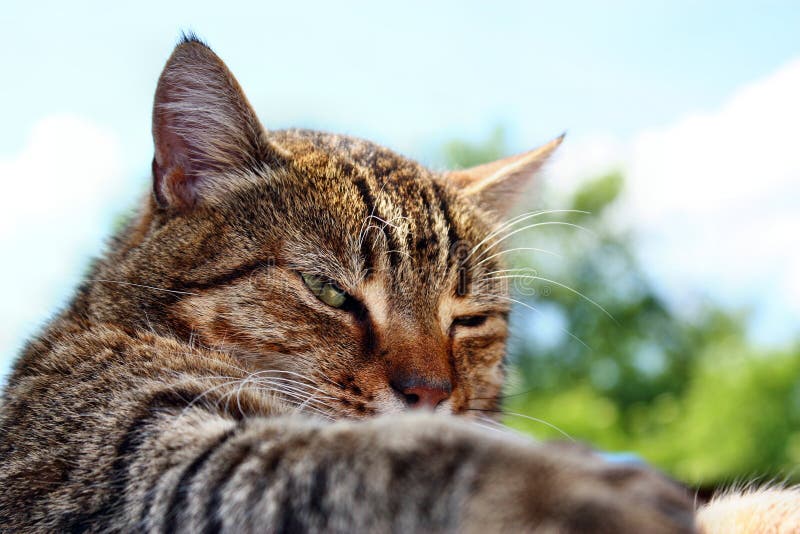 Un Chat Sauvage Bourre Photos Libres De Droits Et Gratuites De Dreamstime Un Chat Sauvage Bourre Photos Libres De Droits Et Gratuites De Dreamstime
