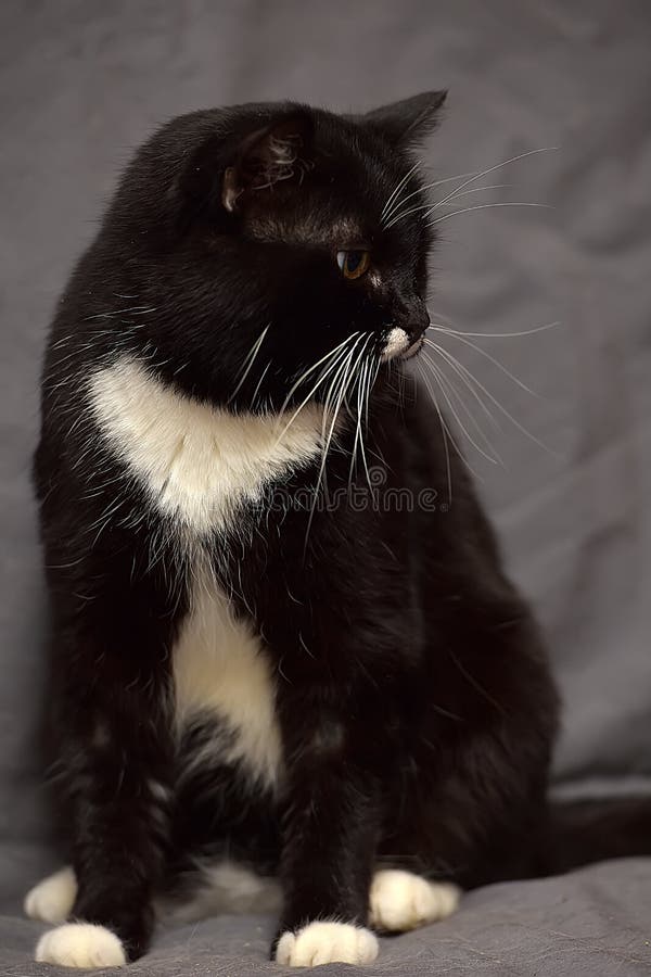 Grand chat noir et blanc photos stock Grand chat noir et blanc photos stock