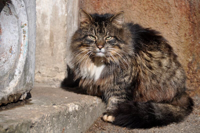 Grand chat pelucheux se reposant sur le porche photographie stock Grand chat pelucheux se reposant sur le porche photographie stock