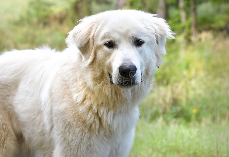 Grand chien blanc moelleux mâle Grand Pyrénées photo stock