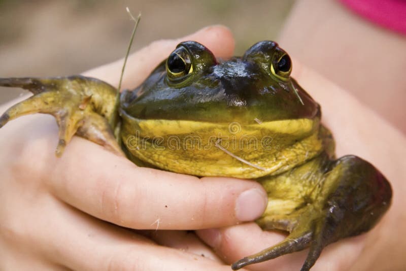 Un Grand Crapaud Avec Un Corps Brun Et Des Rayures Repose En Longueur