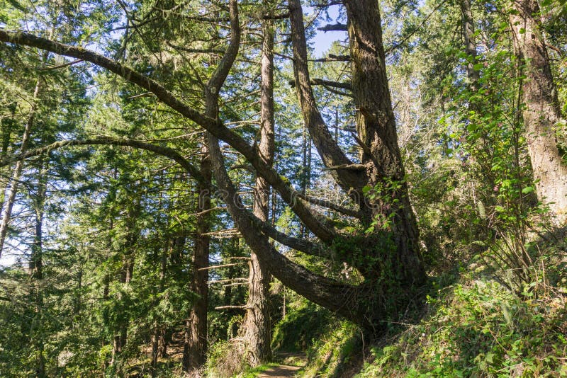 Grand et tordu pin, la Californie images libres de droits Grand et tordu pin, la Californie images libres de droits