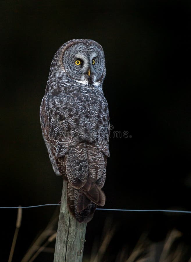 Grand Gray Owl dans le Canada images libres de droits Grand Gray Owl dans le Canada images libres de droits