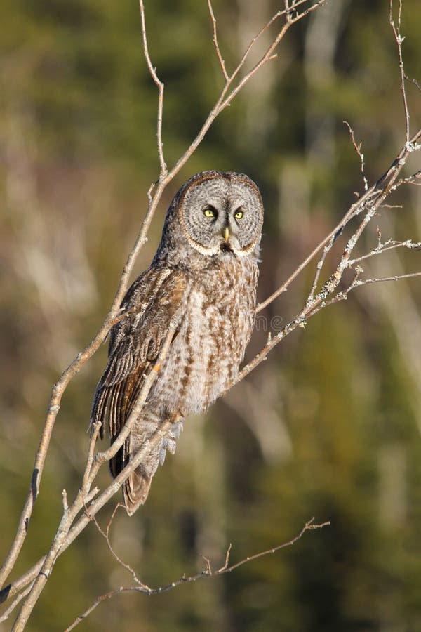 Grand Gray Owl Perches dans l'arbre image stock Grand Gray Owl Perches dans l'arbre image stock