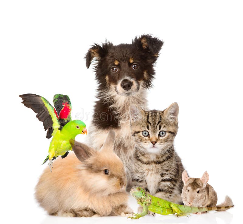 Grand groupe d'animaux D'isolement sur le fond blanc image stock Grand groupe d'animaux D'isolement sur le fond blanc image stock