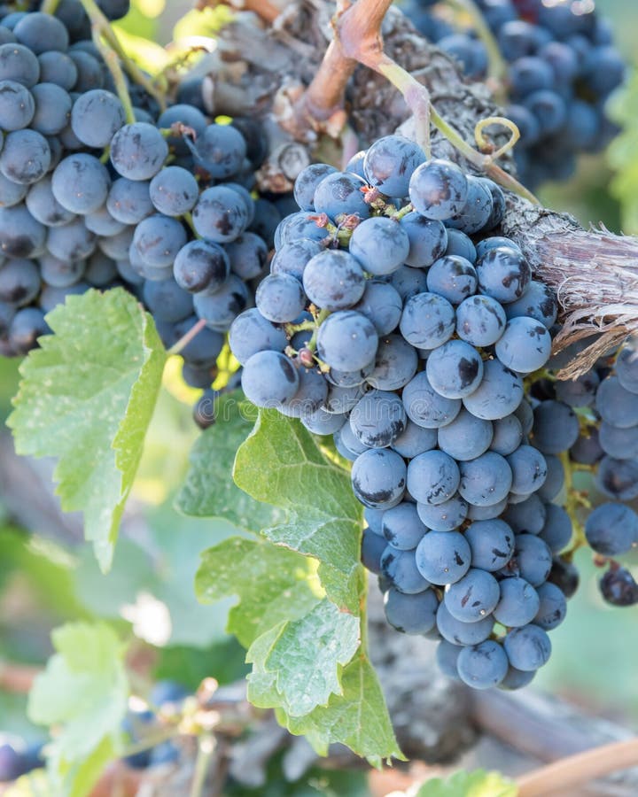 Grand groupe en gros plan de raisins de cuve pourpres sur des vignes en automne image stock Grand groupe en gros plan de raisins de cuve pourpres sur des vignes en automne image stock