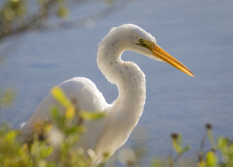 Great Egret (Ardea alba) stalking its prey - Jekyll Island, Georgia. Great Egret (Ardea alba) stalking its prey - Jekyll Island, Georgia