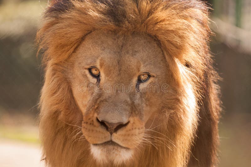 Grand lion masculin