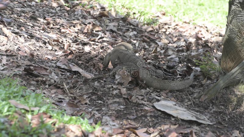 Grand lézard par derrière le creusement par des feuilles et avaler quelque chose