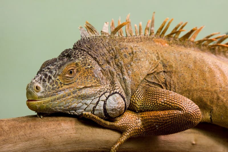 grand lézard proche vers le haut photos stock grand lézard proche vers le haut photos stock