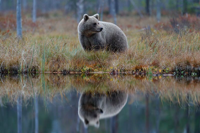 Grand ours brun marchant autour du lac avec l'image retournée Animal dangereux dans la scène de faune de forêt de l'Europe Oiseau images stock Grand ours brun marchant autour du lac avec l'image retournée Animal dangereux dans la scène de faune de forêt de l'Europe Oiseau images stock