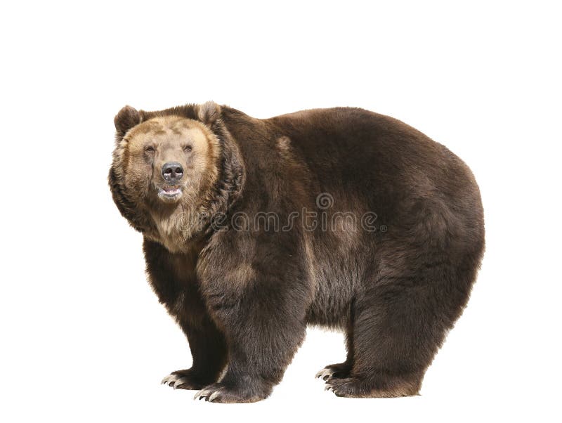 Grand ours de Brown Grand ours de Brown