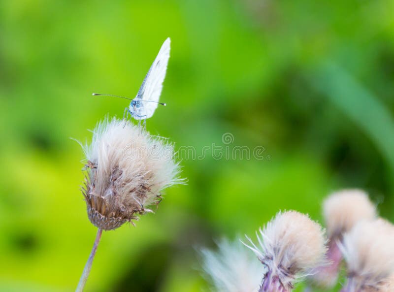 Grand papillon blanc sur une tête de chardon photographie stock libre de droits Grand papillon blanc sur une tête de chardon photographie stock libre de droits