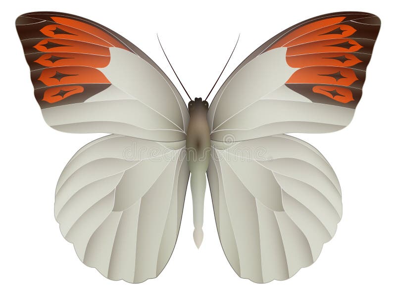 Grand papillon orange d'astuce d'isolement sur un blanc illustration libre de droits Grand papillon orange d'astuce d'isolement sur un blanc illustration libre de droits