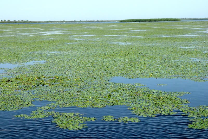Grand paysage dans le delta de Danube, Tulcea, Roumanie image stock Grand paysage dans le delta de Danube, Tulcea, Roumanie image stock