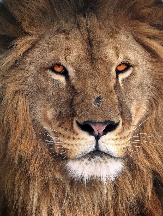 Grand portrait de roi de lion image stock Grand portrait de roi de lion image stock
